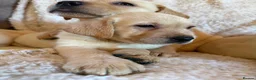 Labrador Retriever dogs for sale: ❤️💫 Superb, chunky, Golden Labrador puppies 💫❤️ in Stourbridge - Advert 7
