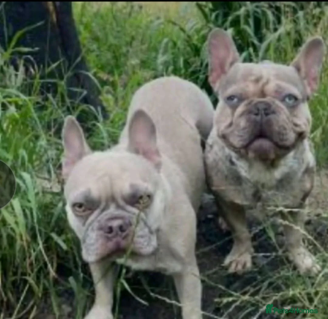 French Bulldog dogs for sale: French bulldog  - Advert 1