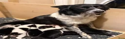 Border Collie dogs for sale: Border Collie Pups - Advert 5