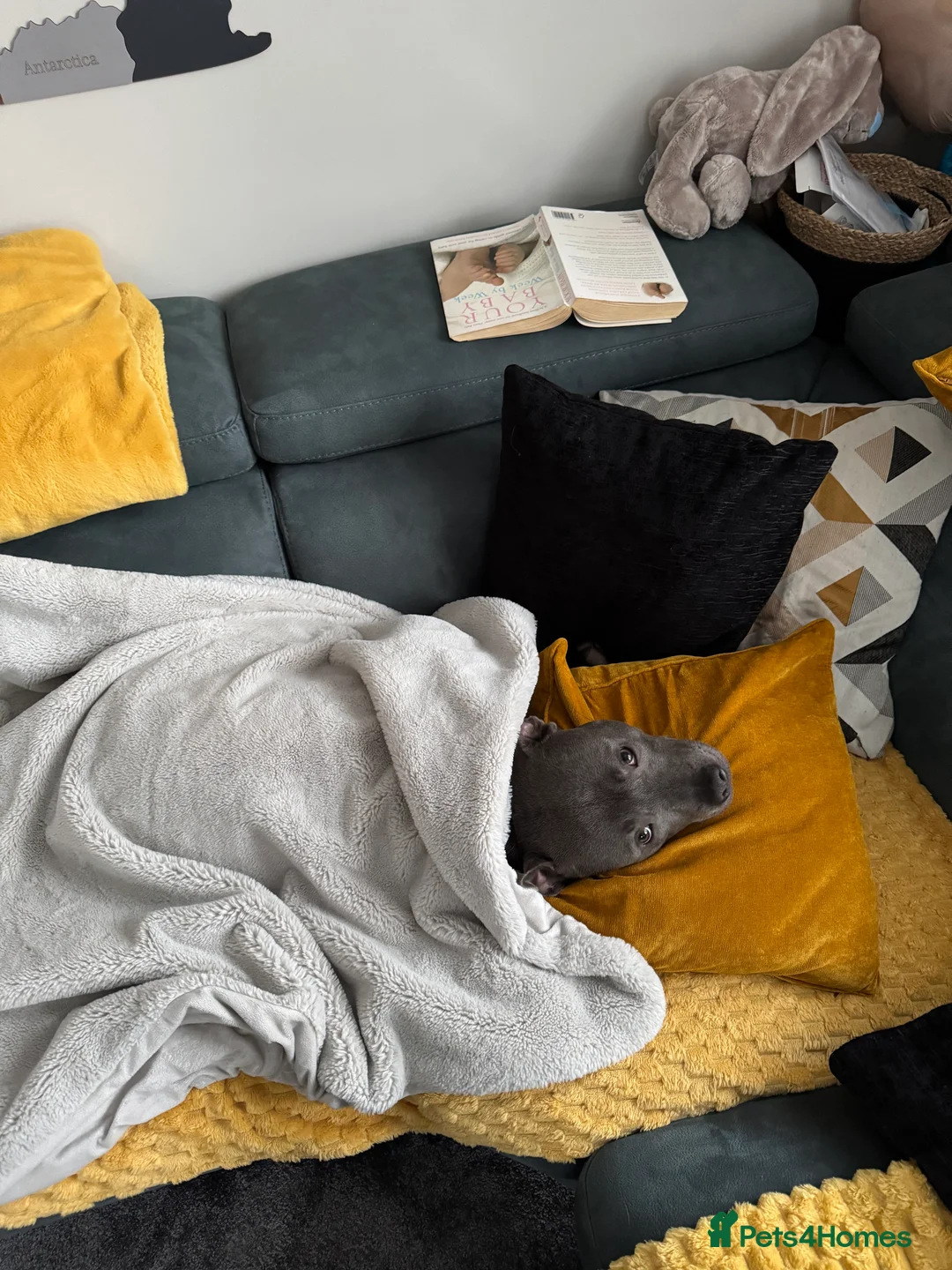 Staffordshire Bull Terrier dogs for sale: Monty 2 years old beautiful dog - Advert 2