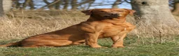 Labrador Retriever dogs for sale: Working Labrador Puppies in Warwick - Advert 3
