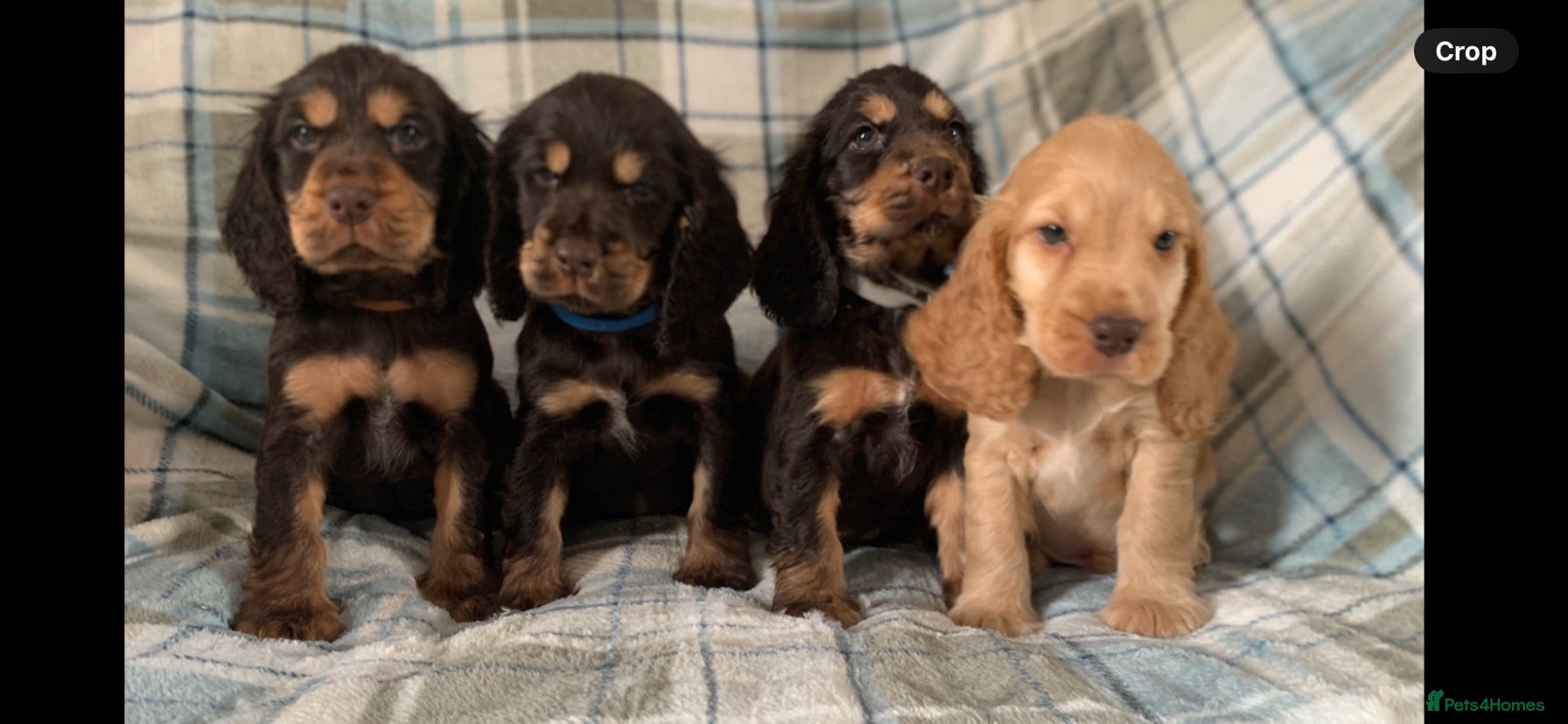 Cocker Spaniel dogs Show type cocker spaniel puppy’s  - Advert 1