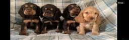 Cocker Spaniel dogs for sale: Show type cocker spaniel puppy’s  - Advert 1