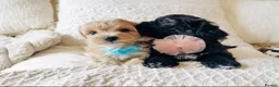 Maltipoo dogs for sale: Stunning F1 Toy Maltipoo Puppies - Boy & Girl - Advert 8