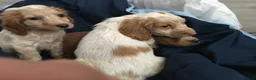 Cocker Spaniel dogs for sale: Cocker spaniel babies  **  in Daventry - Advert 13