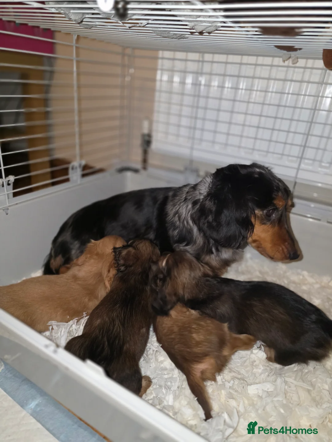 Miniature Dachshund dogs for sale: LONG HAIRED MINIATURE DACHSHUND'S LITTER ❤️❤️ - Advert 3