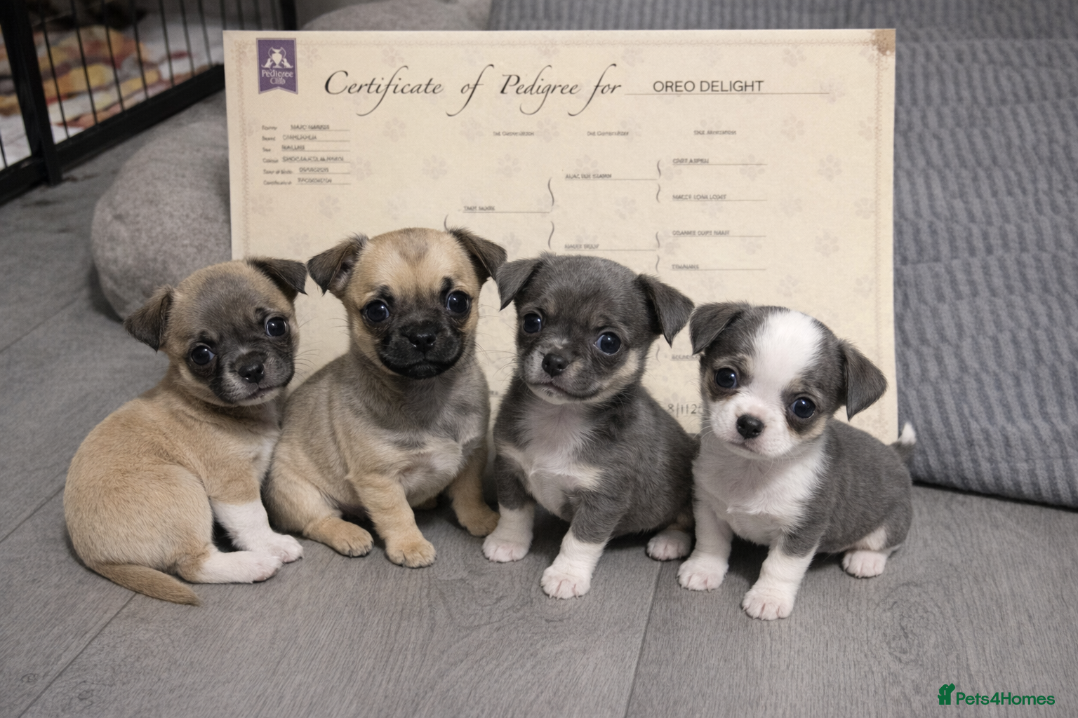 Chihuahua dogs Full pedigree Chihuahua puppies - Advert 3