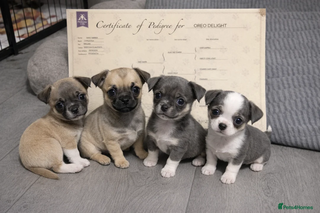 Chihuahua dogs for sale: Full pedigree Chihuahua puppies - Advert 1