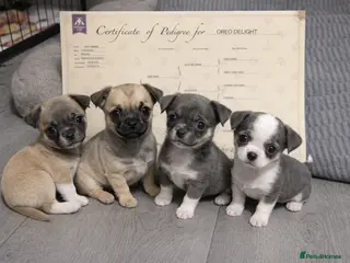 Chihuahua dogs Full pedigree Chihuahua puppies - Advert 3