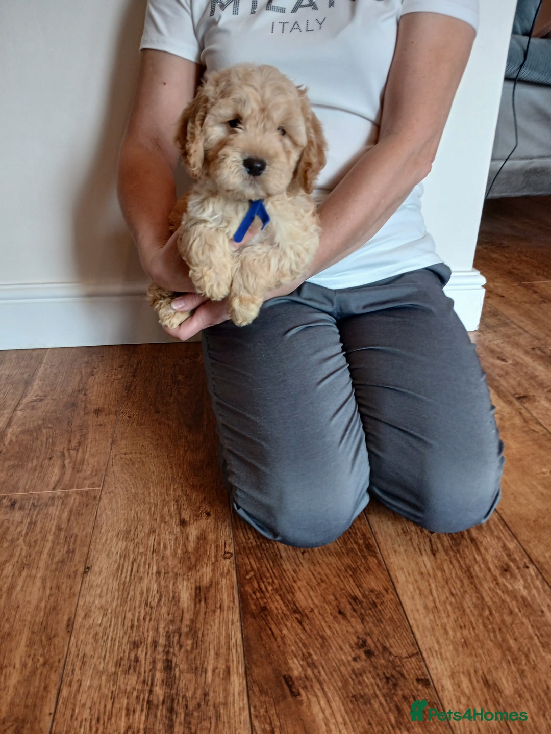 Cockapoo dogs for sale: Cockapoo puppies  - Image 14