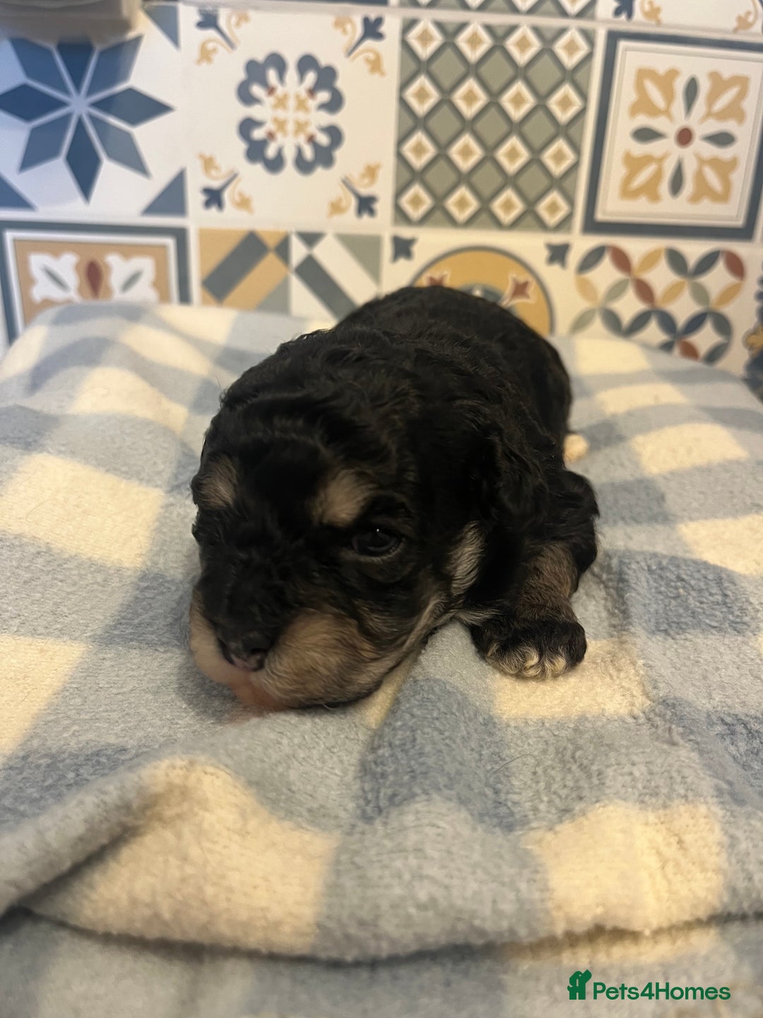 Maltipoo dogs for sale: Maltipoo puppies ready 8th January - Advert 4