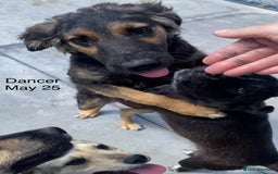 Mixed Breed dogs for adoption: Dancer, Approx 13 months, Available for adoption. - Image 12
