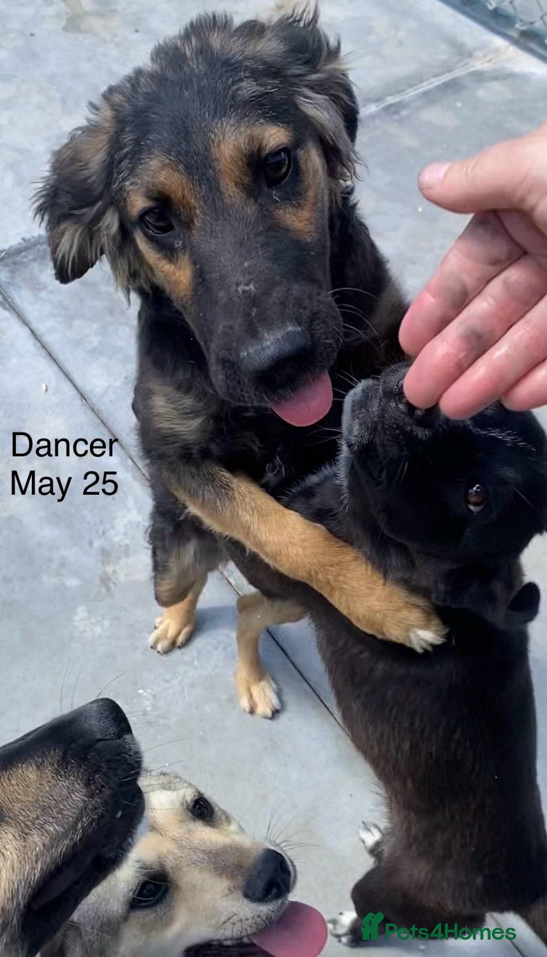 Mixed Breed dogs for adoption: Dancer, Approx 13 months, Available for adoption. - Image 12