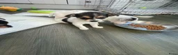 Jack Russell dogs for sale: Jack Russel puppy  - Advert 4