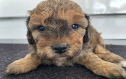 Cavapoochon dogs for sale: Beautiful Cavapoochon puppies for sale  - Image 5