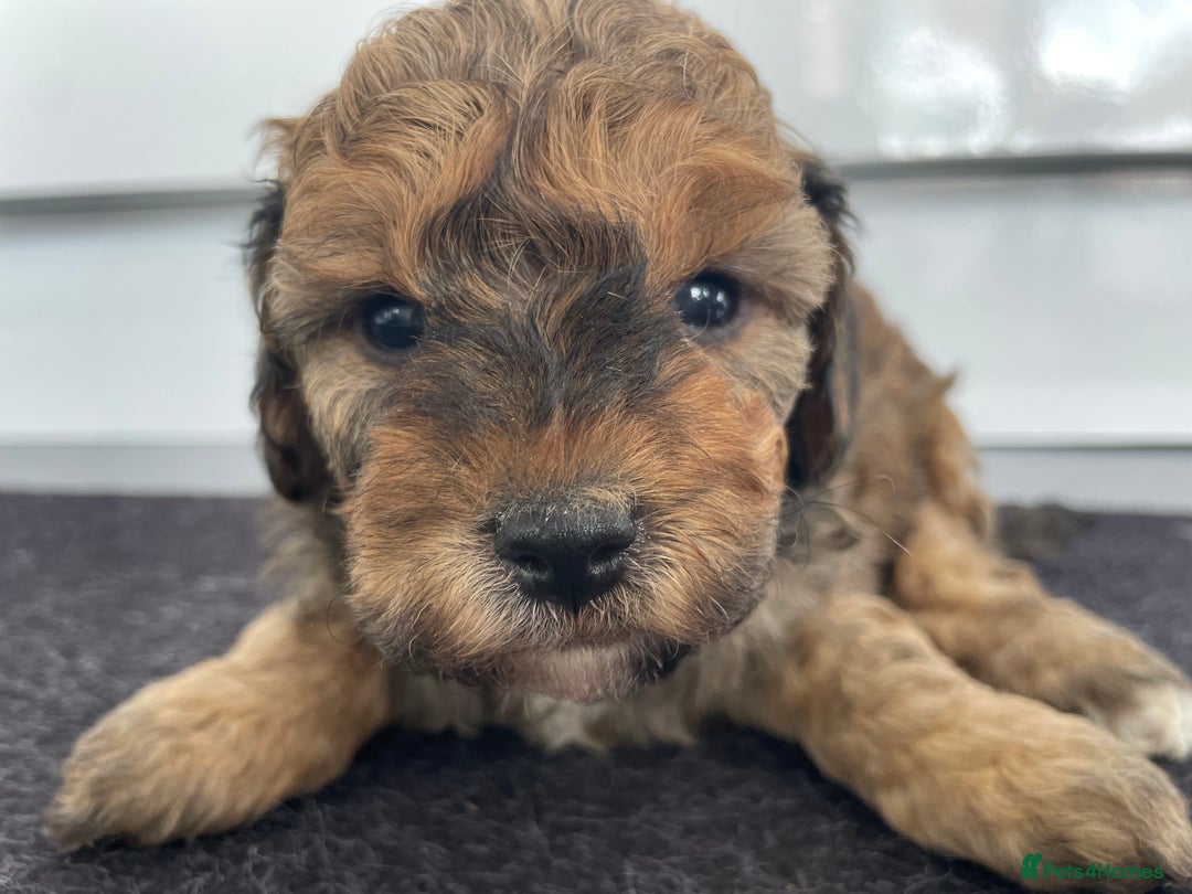 Cavapoochon dogs for sale: Beautiful Cavapoochon puppies for sale  - Image 5