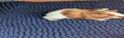 Guinea Pig rodents for sale: Very pretty baby guinea pigs ready July  - Advert 11