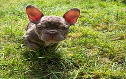 French Bulldog dogs for sale: 11 weeks old Isabella & tan carries fluffy RFG  - Image 16
