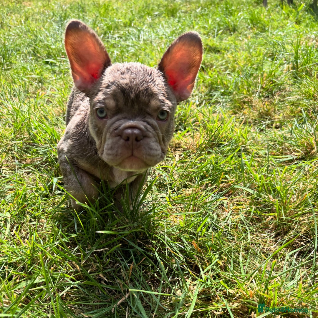 French Bulldog dogs for sale: 11 weeks old Isabella & tan carries fluffy RFG  - Image 16