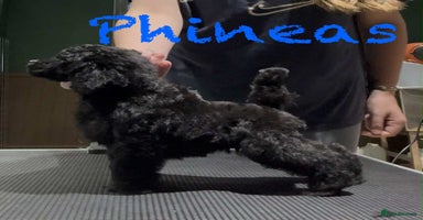 Toy Poodle dogs - Advert 8