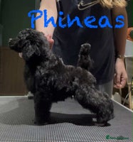 Toy Poodle dogs - Advert 1