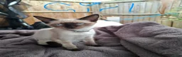 Mixed Breed cats for sale: Beautiful, Kittens Ready for Loving Homes  - Advert 10