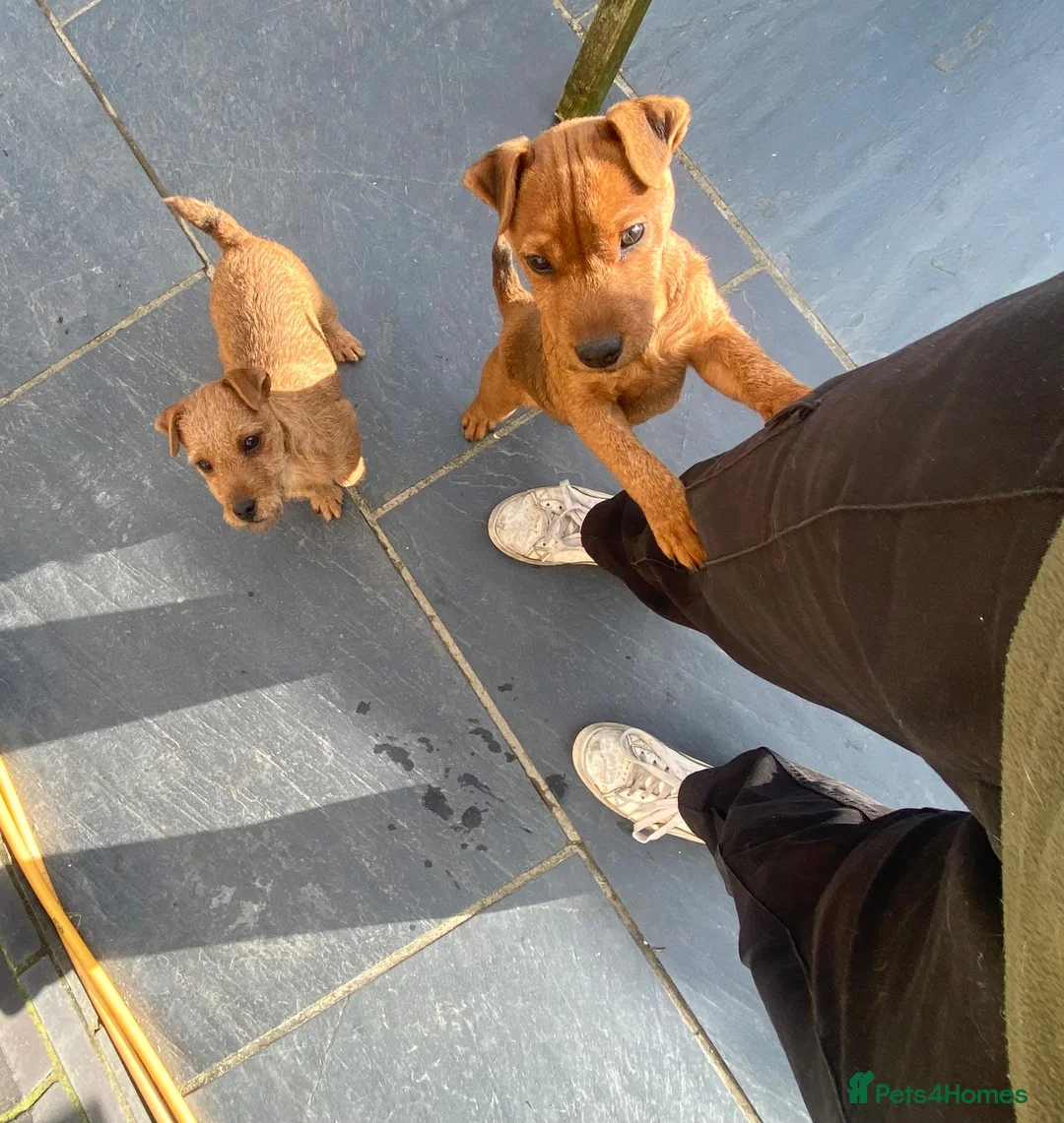 Lakeland Terrier dogs for sale: Working Type Lakeland Dog  - Advert 2