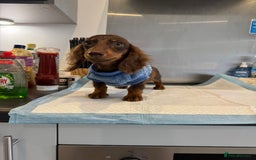 Dachshund dogs for sale: dachshund  - Image 4