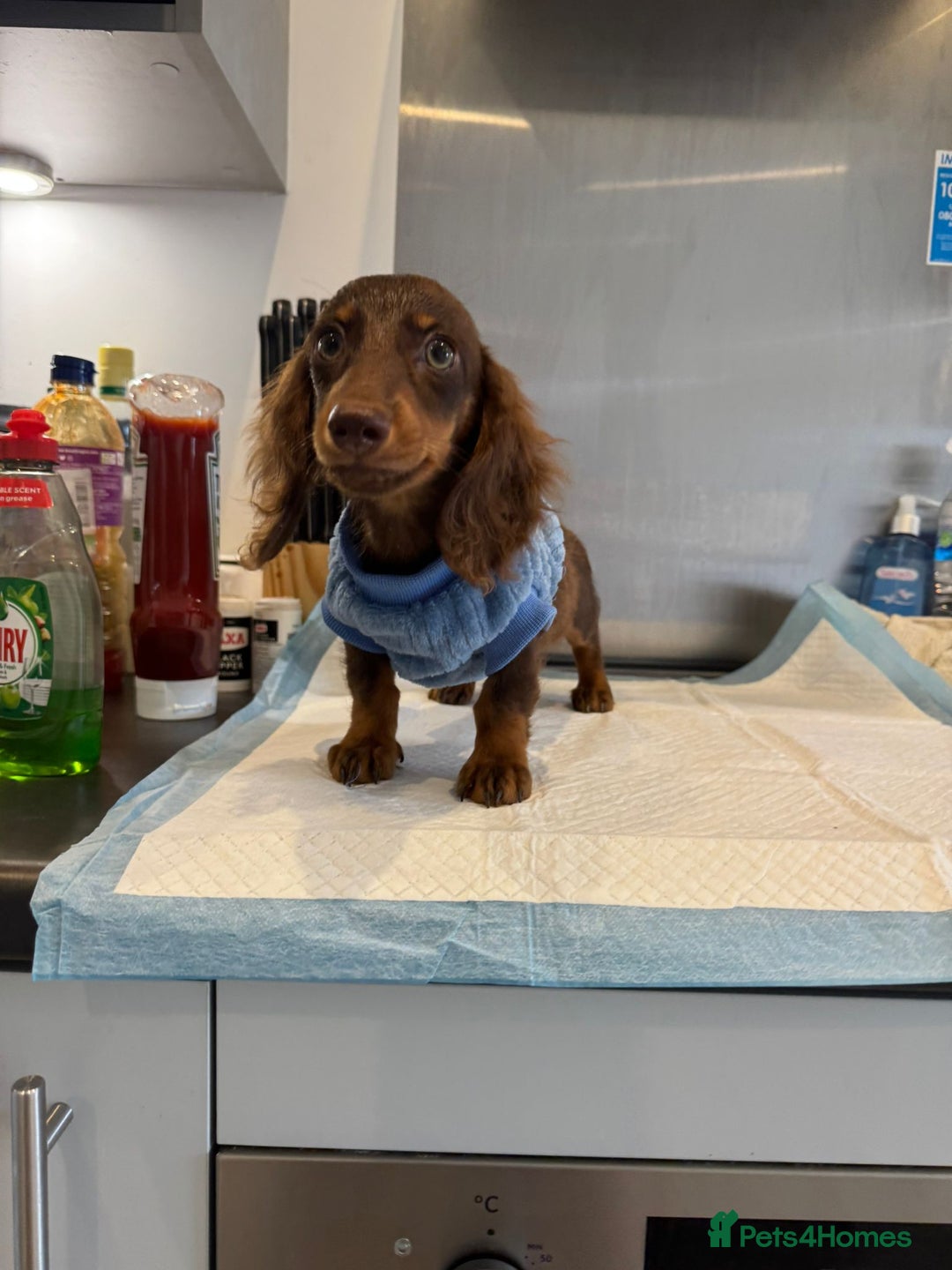Dachshund dogs for sale: dachshund  - Image 4