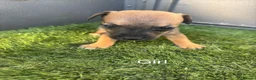 Mixed Breed dogs for sale: 9 beautiful border terriers x Lakeland terrier  - Advert 16
