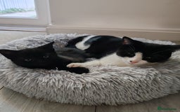 Mixed Breed cats for sale: Black Kitten boy  - Image 4