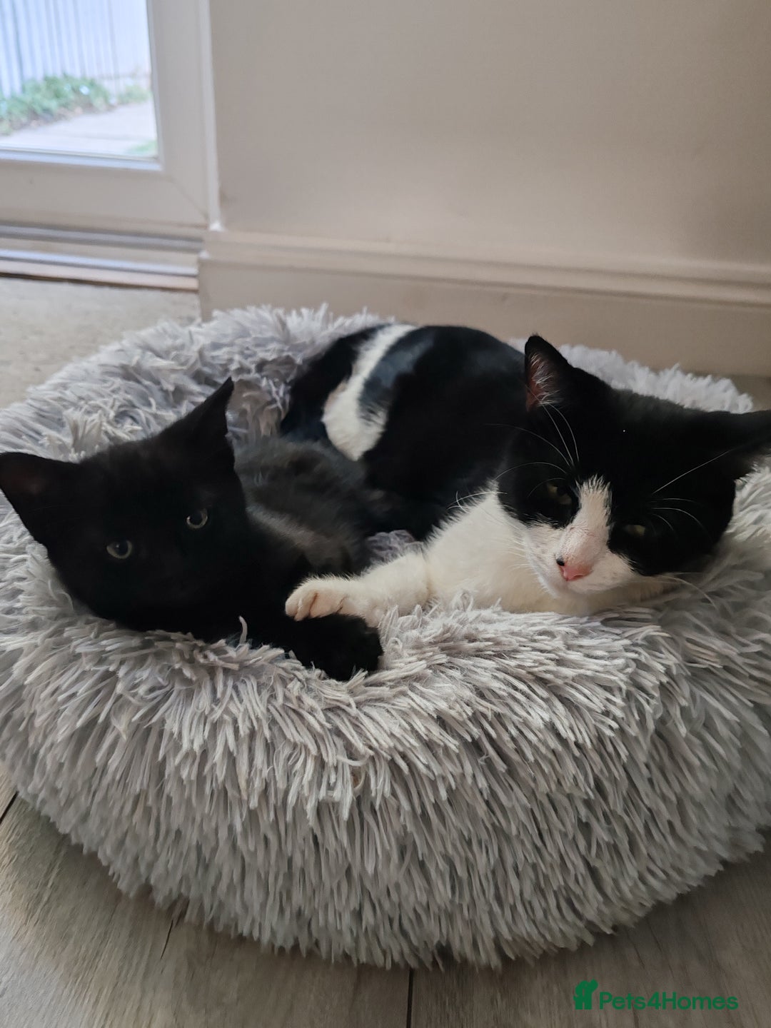 Mixed Breed cats for sale: Black Kitten boy  - Image 4