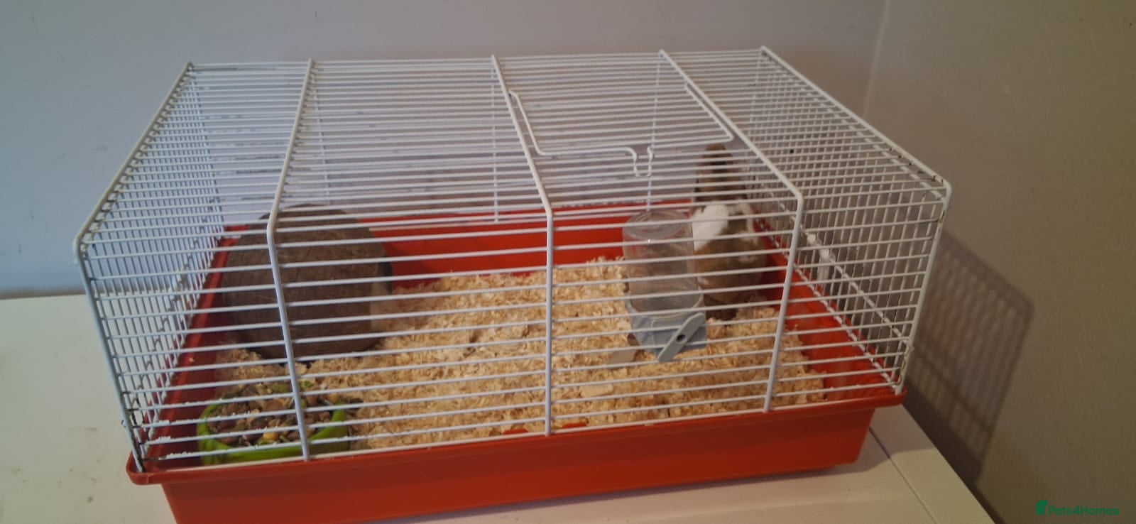 Hamster rodents Male Syrian Hamster  - Advert 12