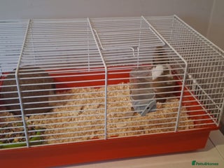 Hamster rodents - Advert 1