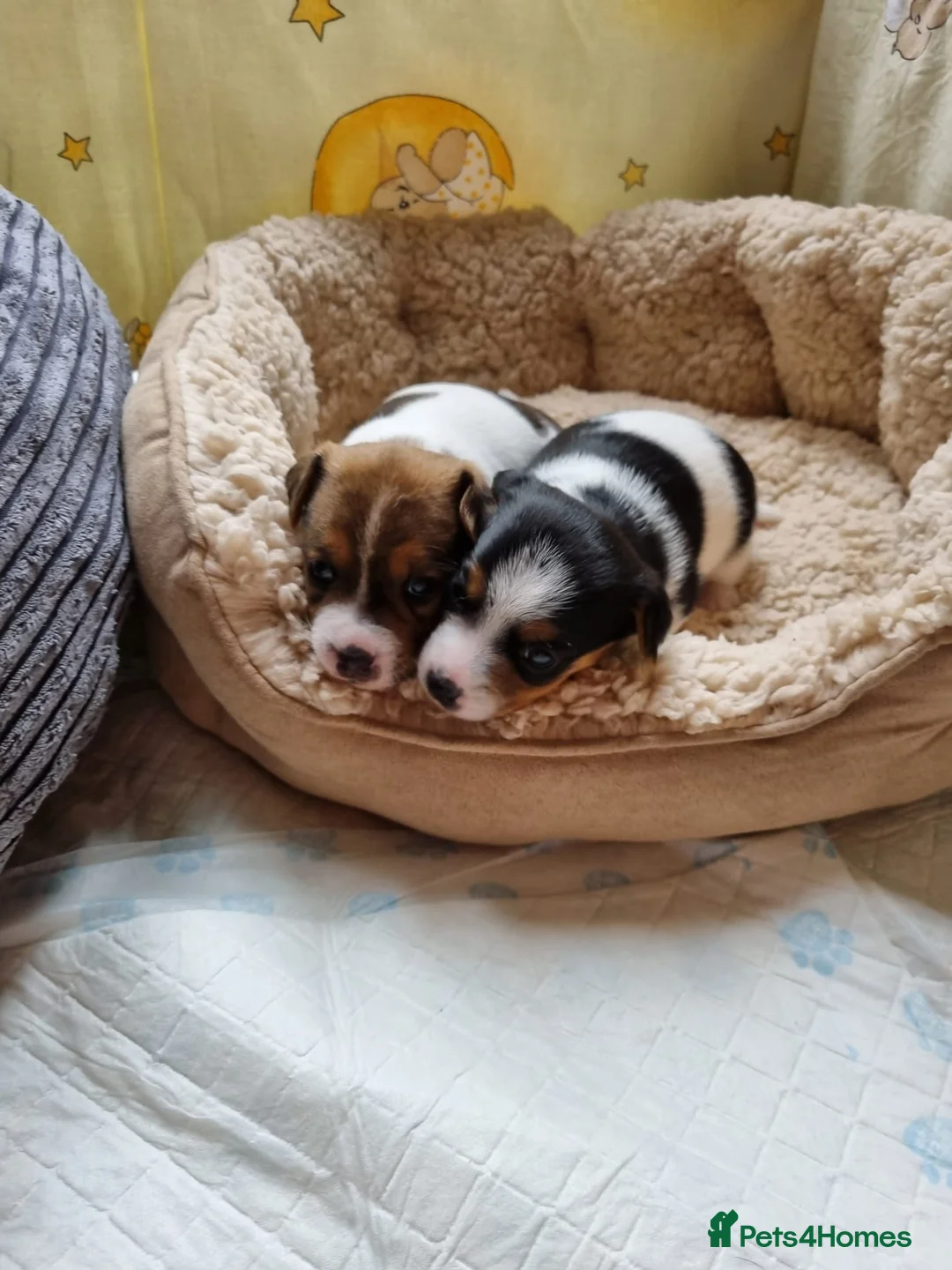 Jack Russell dogs for stud: Proven Short leg mini Jack Russell for stud in Gloucester - Advert 3