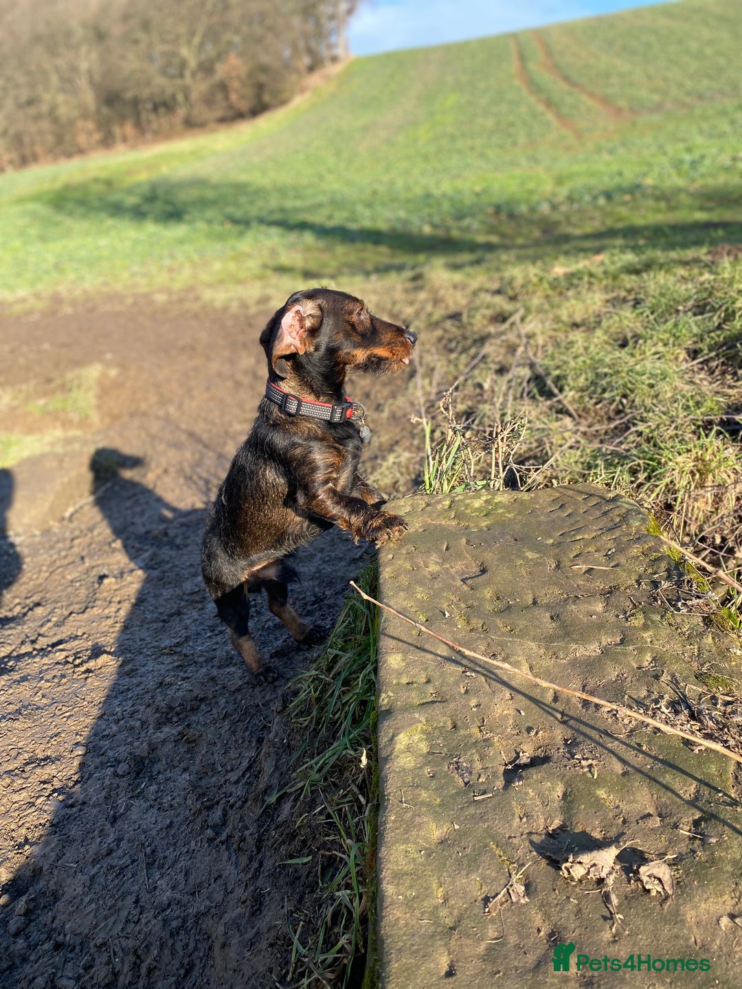 Dachshund dogs for stud: STUD Dachshund wired haired boy  in Rotherham - Advert 4