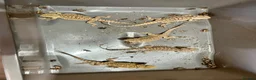 Bearded Dragon reptiles for sale: Juvenile Bearded dragons  - Advert 14