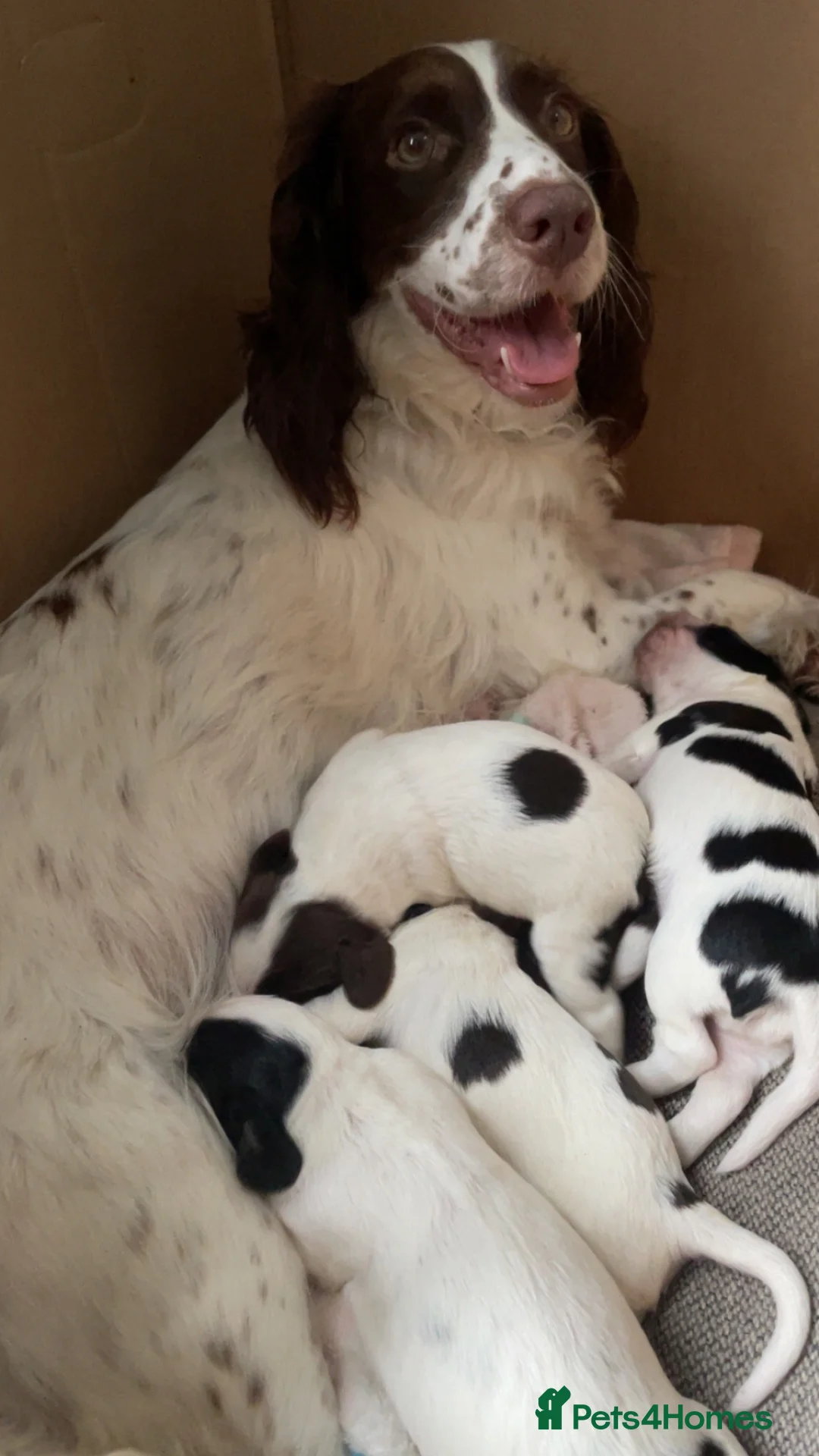 Cocker Spaniel dogs for sale: Gorgeous Cocker Spaniel pups for sale!  in Preston - Advert 2
