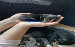 Olde English Bulldogge dogs for sale: Olde English Bulldogge Litter. - Image 6