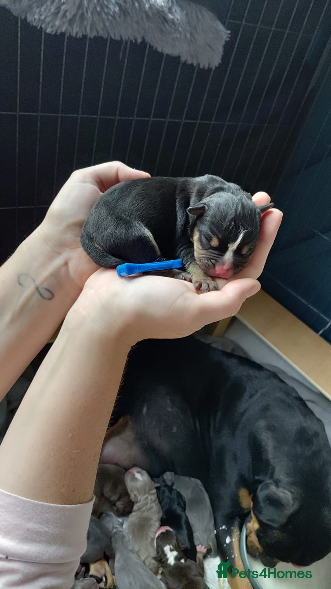 Olde English Bulldogge dogs for sale: Olde English Bulldogge Litter. - Image 6