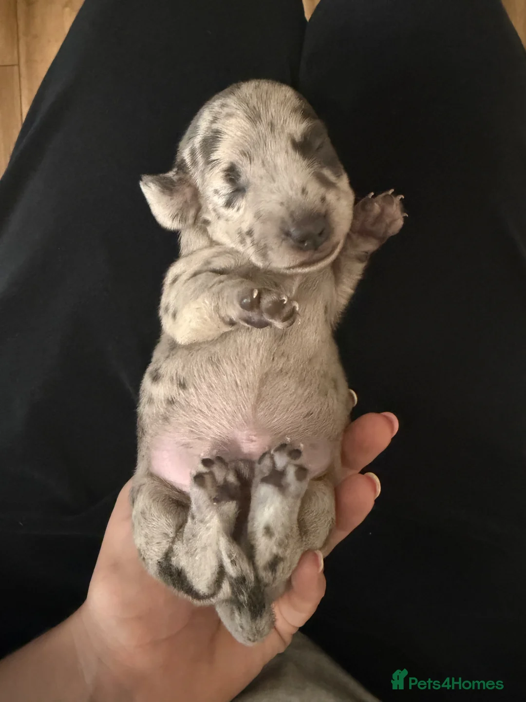 Miniature Dachshund dogs for sale: Beautiful KC Registered Miniature Dachshund Pups  - Advert 11