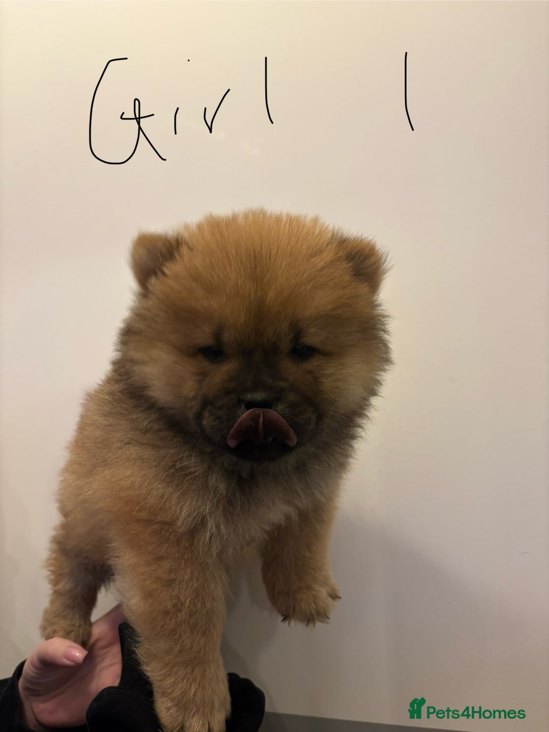 Chow Chow dogs for sale:  🐾 Exclusive Chow Chow Puppies  - Advert 12