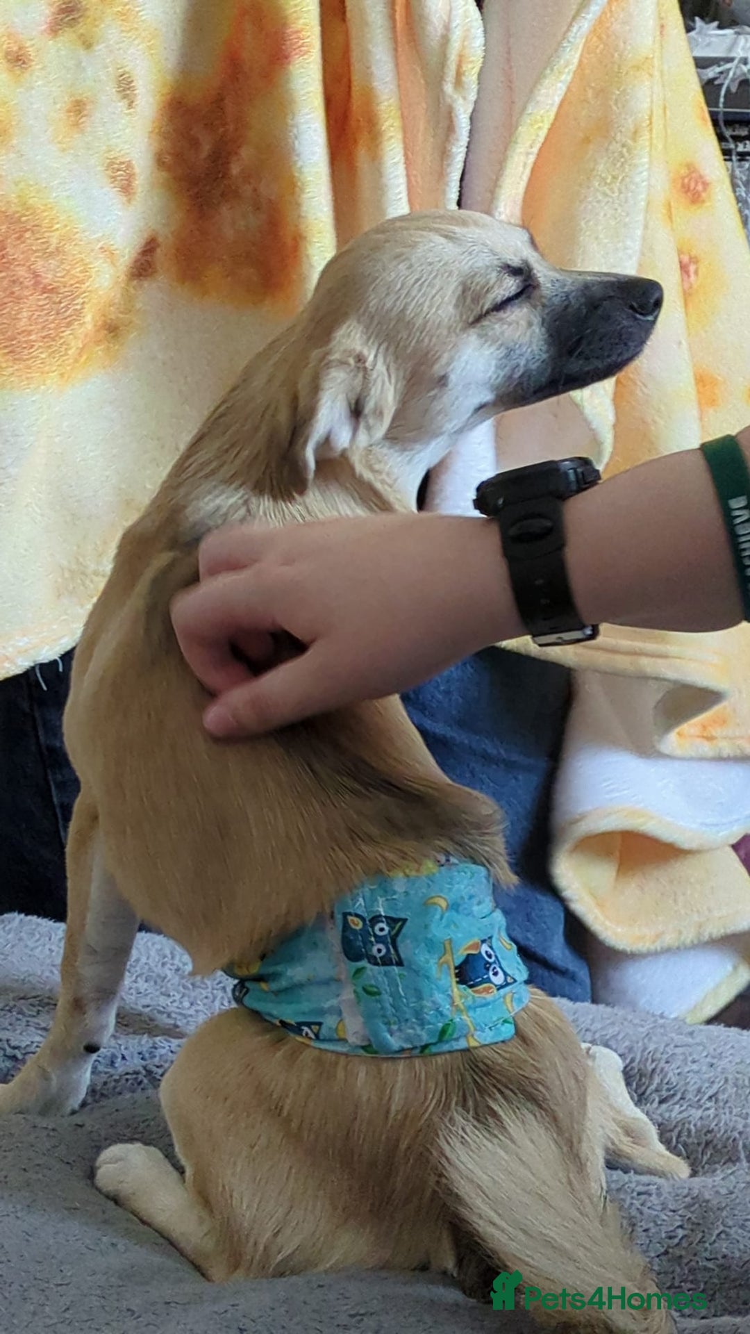 Mixed Breed dogs for sale: Gorgeous, playful malchi boy - Image 6