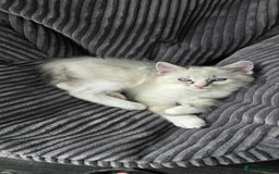 Ragdoll cats for sale: 💙Odin pure ragdoll kitten 💙 - Image 1