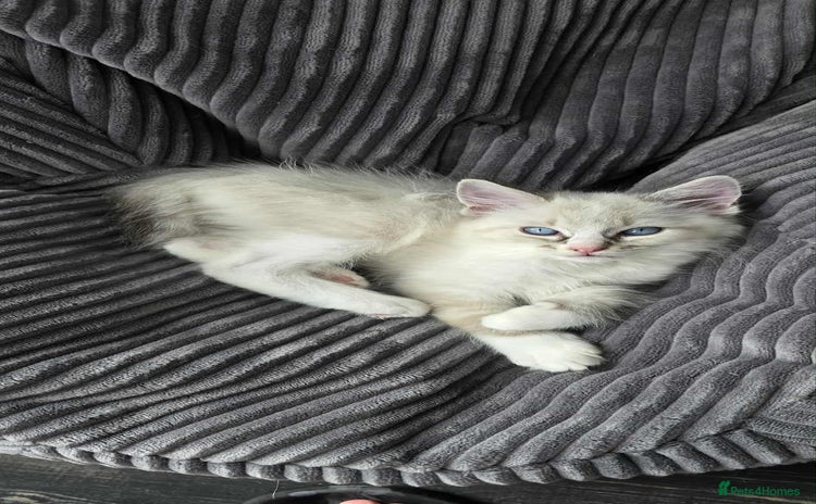 Ragdoll cats - Advert 8