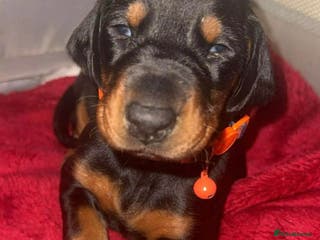 Dobermann dogs Top quality Doberman puppies - Advert 1