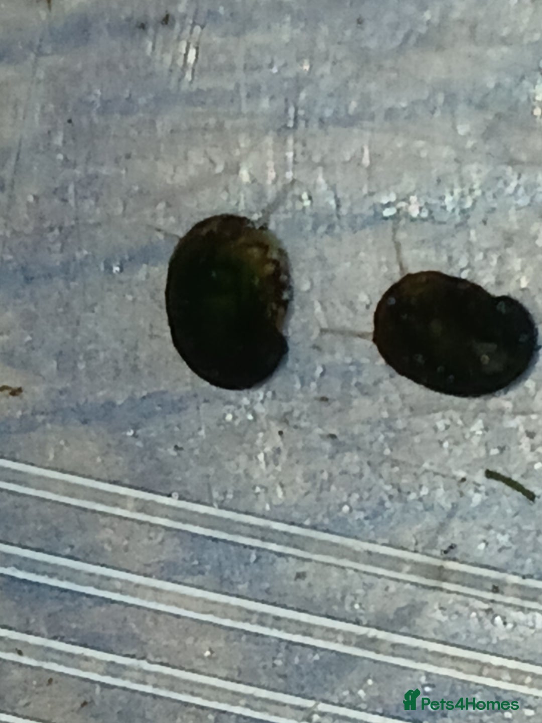 Snails fish for sale: Freshwater  nerite snails  - Image 7