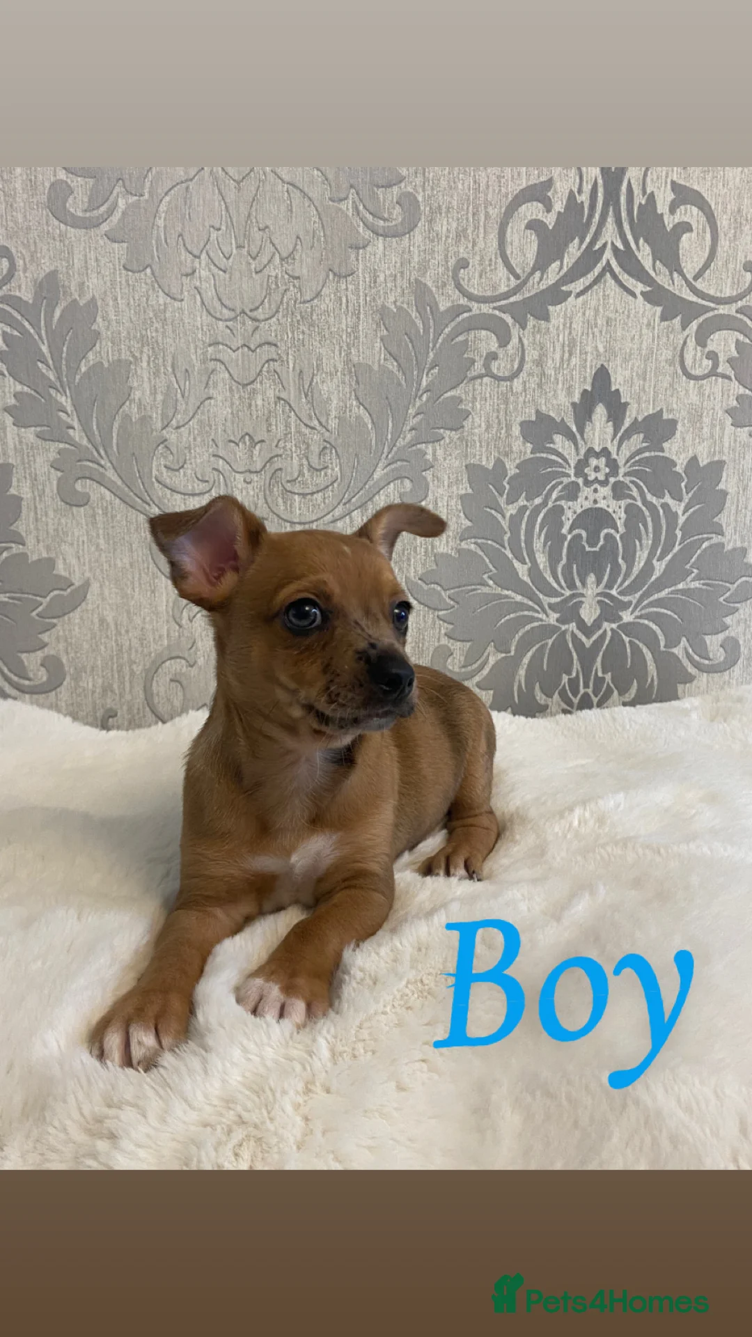 Chihuahua dogs for sale: Merle chihuahua puppy’s  - Advert 12