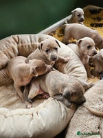 Whippet dogs ✨🐾 Gorgeous KC Registered Whippet puppies 🐾✨ - Advert 1