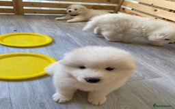 Samoyed dogs for stud: Purebred KC Registered SAMOYED Stud for Breeding  in Reading - Image 18
